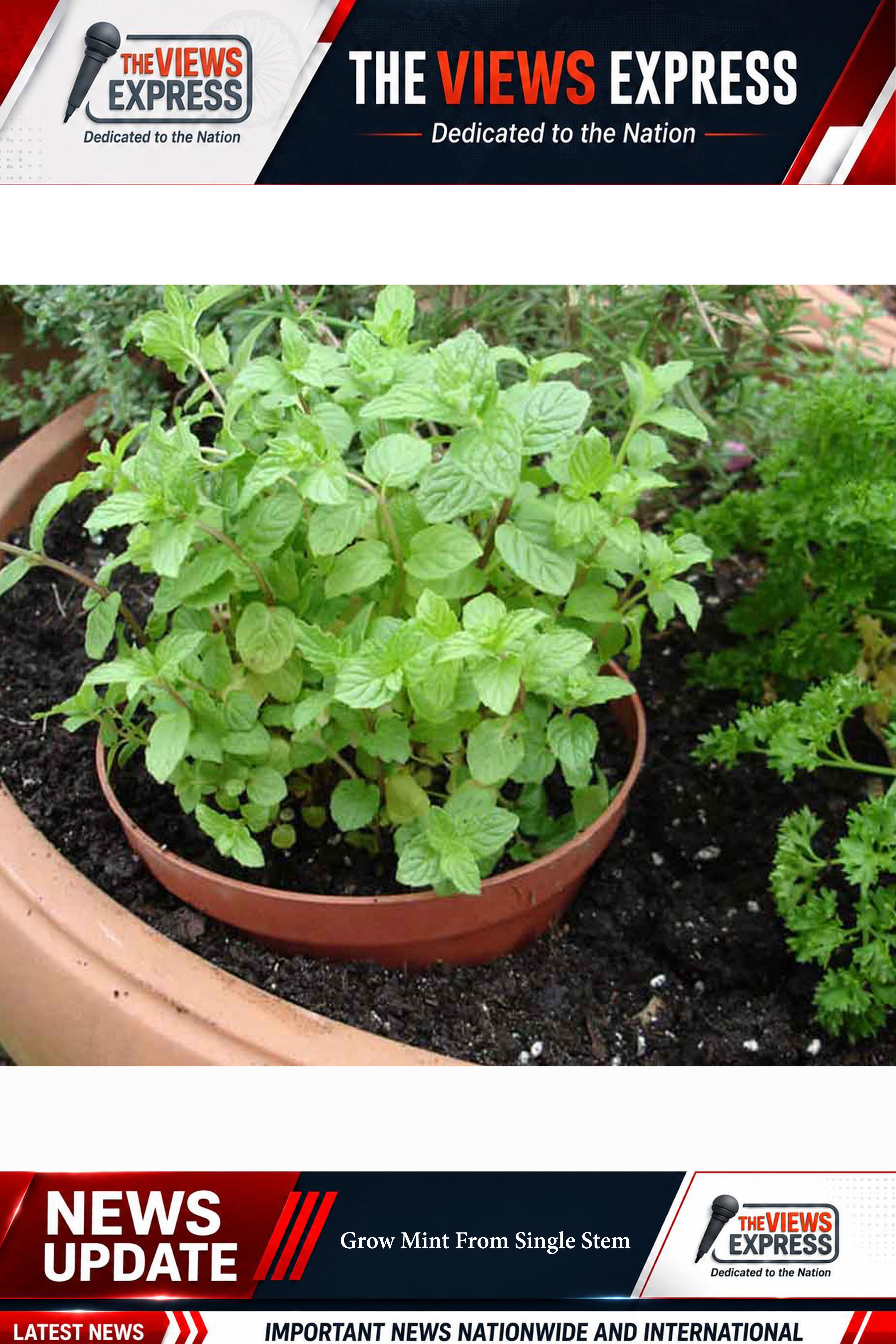 Grow Fresh Mint Easily From Single Stem Using Simple Home Gardening Techniques