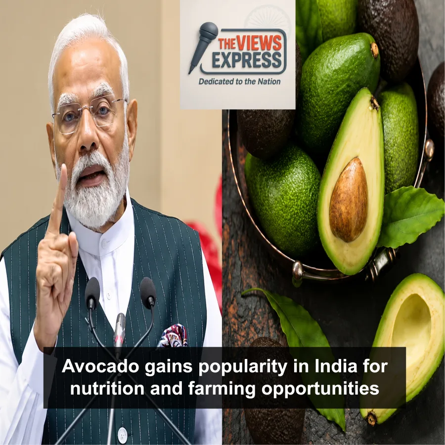 Modi Highlights Avocado Benefits As Fruit Gains Popularity Across India